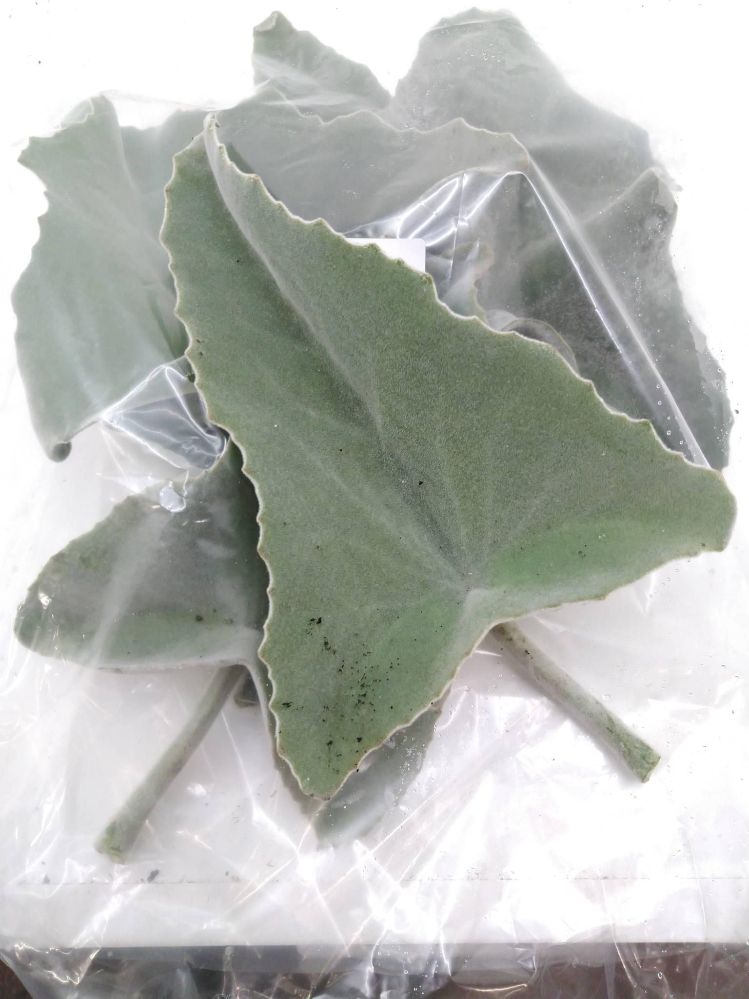 Blad Kalanchoe M