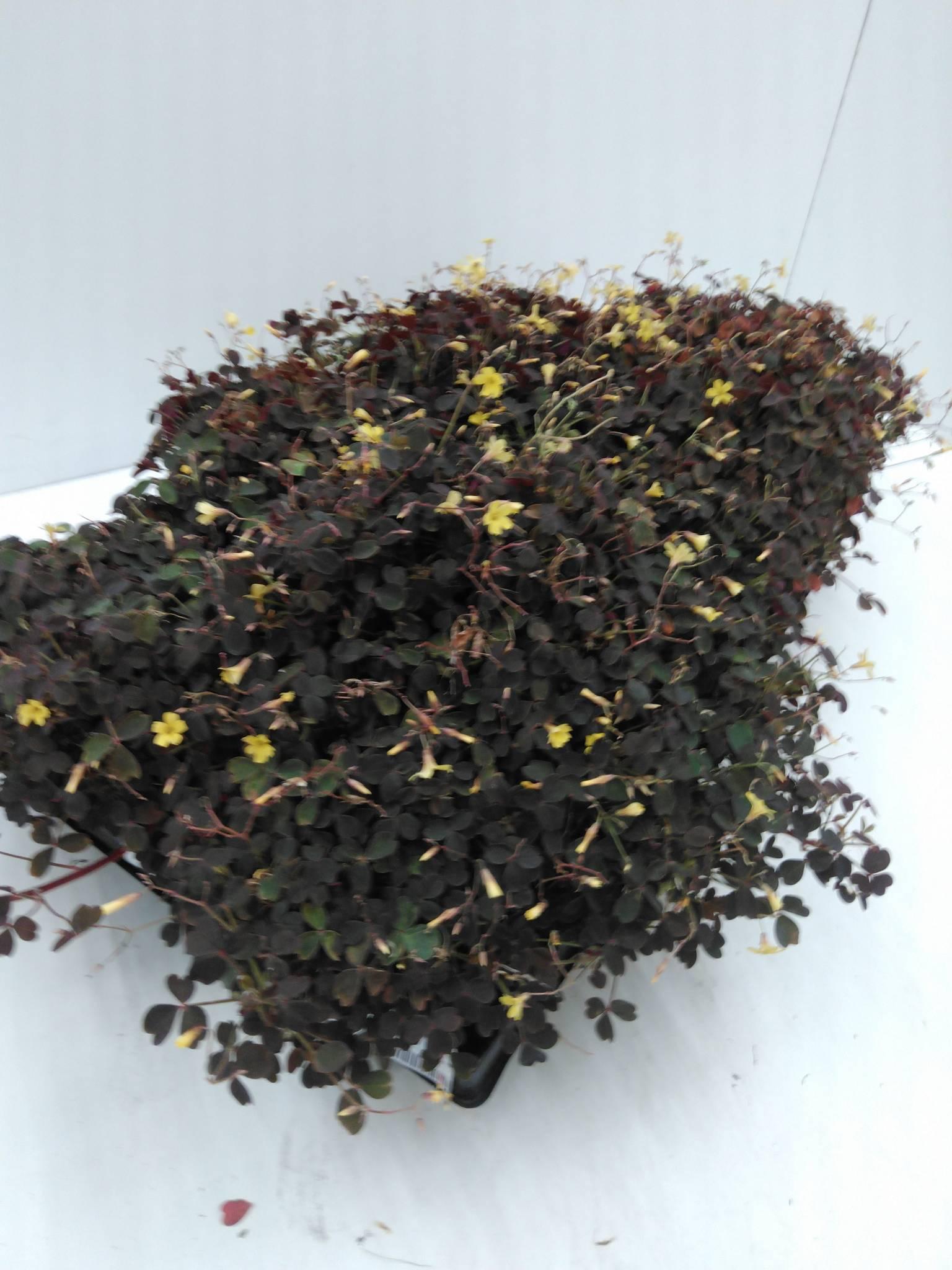 Oxalis Vulcanicola