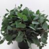 Eucalyptus Popolus m. bær