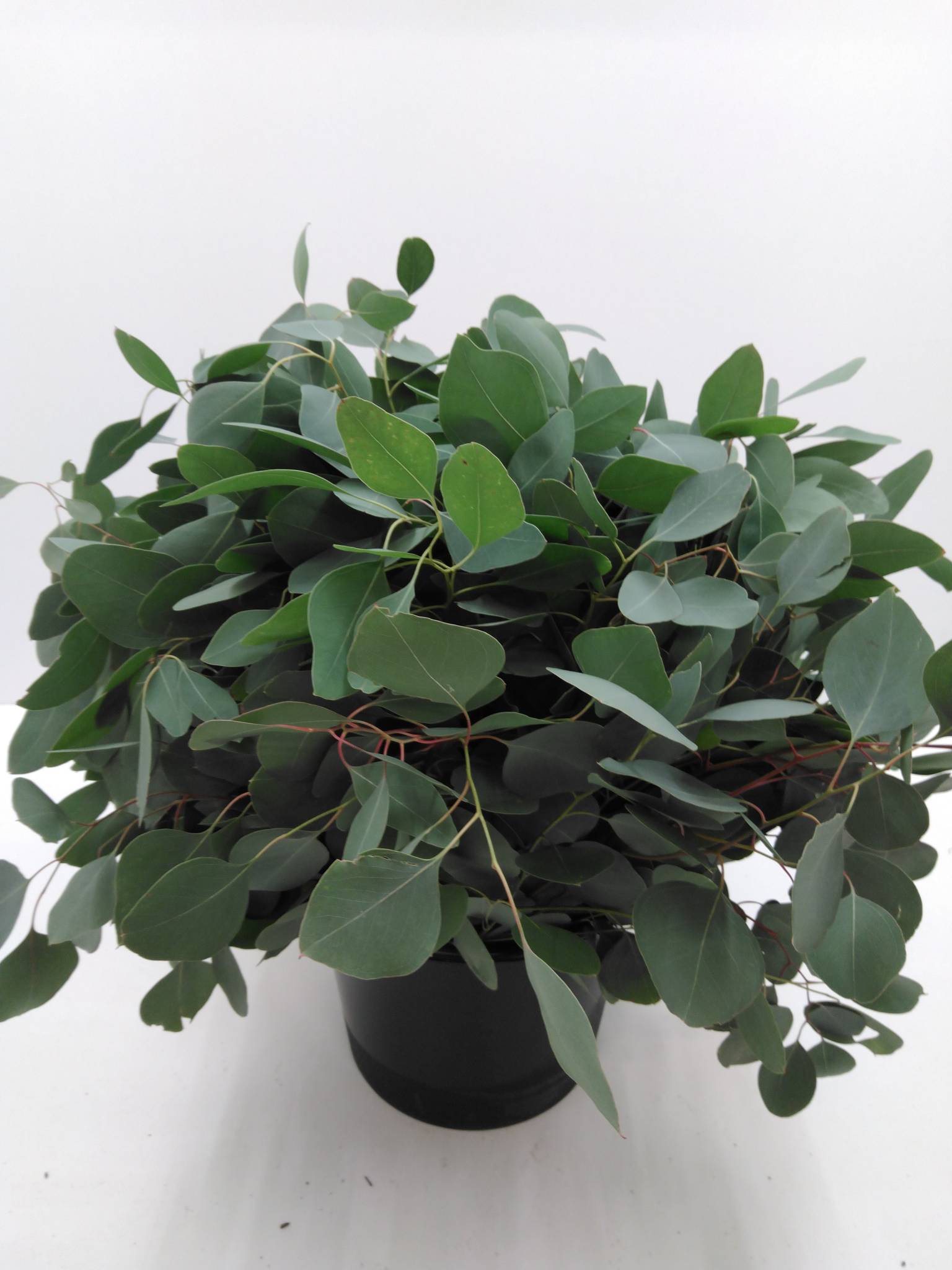 Eucalyptus Popolus m. bær