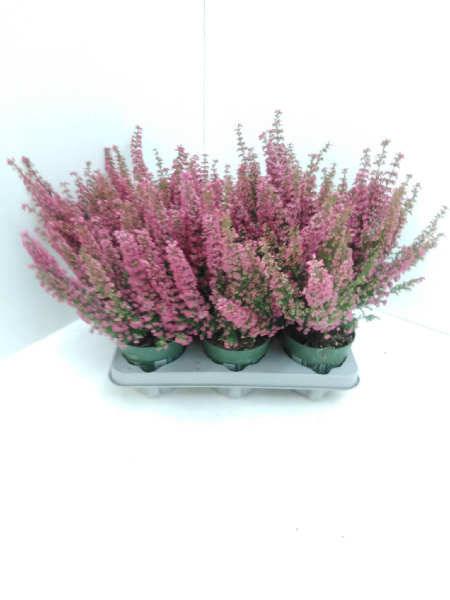 Erica Cerinthoides