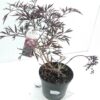Sambucus Nigra Black Lace