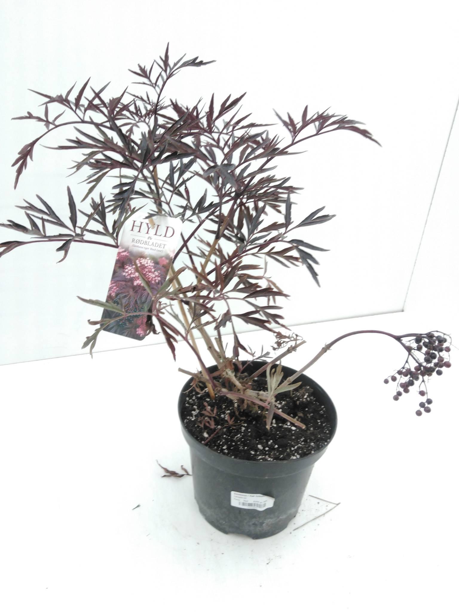 Sambucus Nigra Black Lace