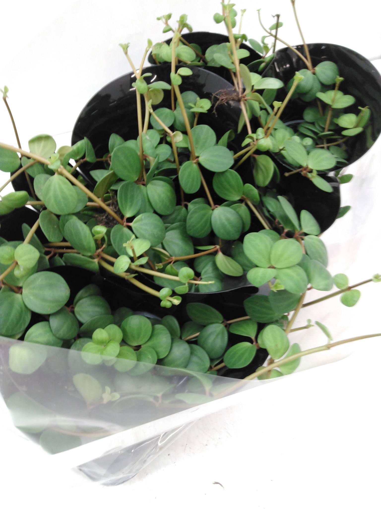 Peperomia tetraphylla 'Hope'