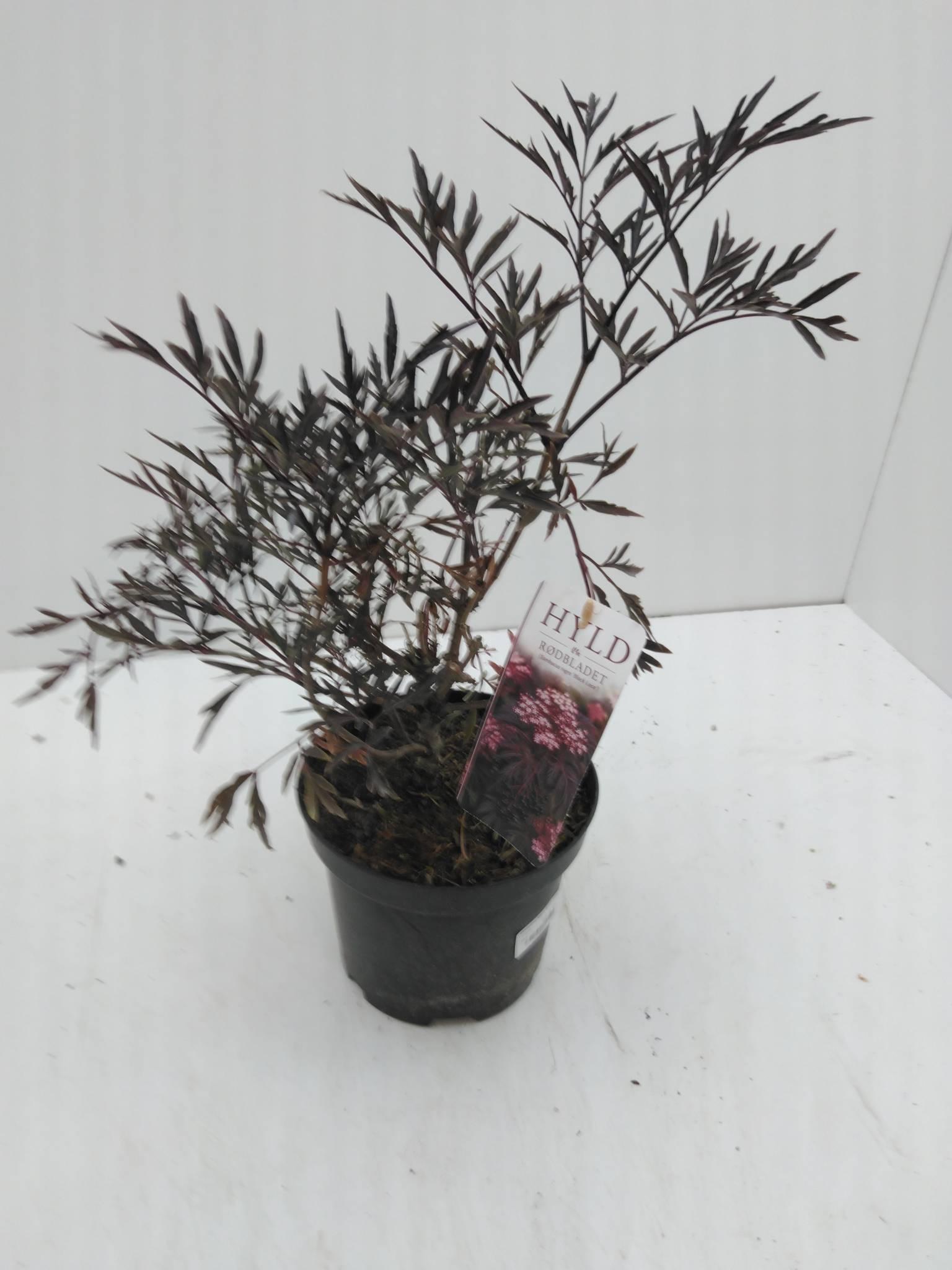 Sambucus Nigra Black Lace