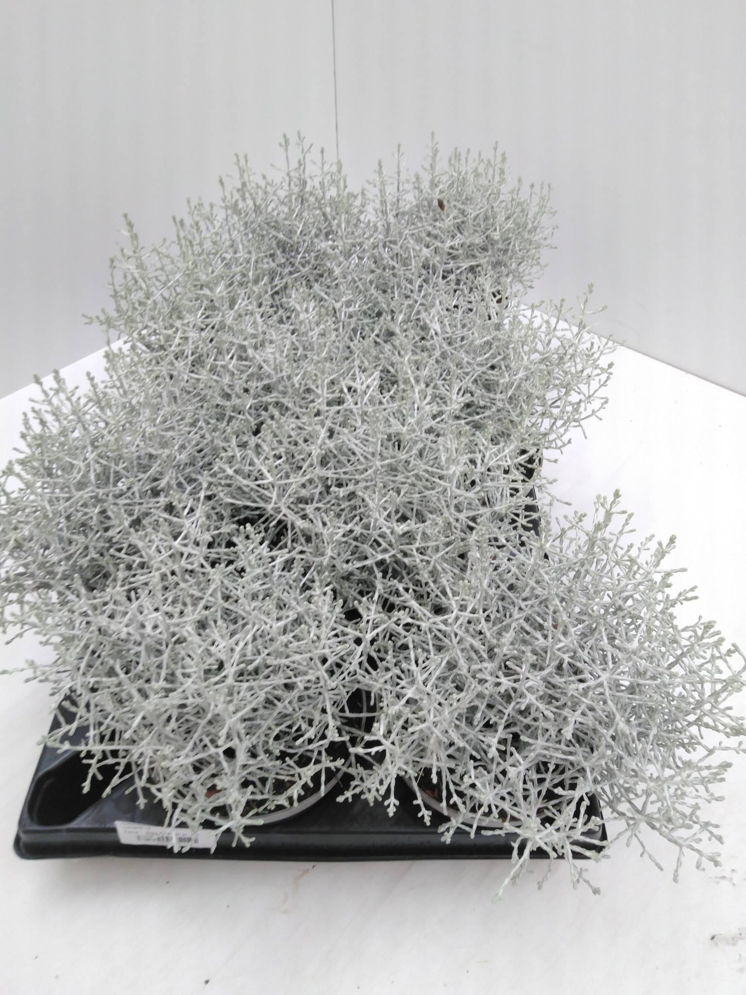 Calocephalus Brownii