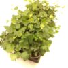 Hedera Helix Broget