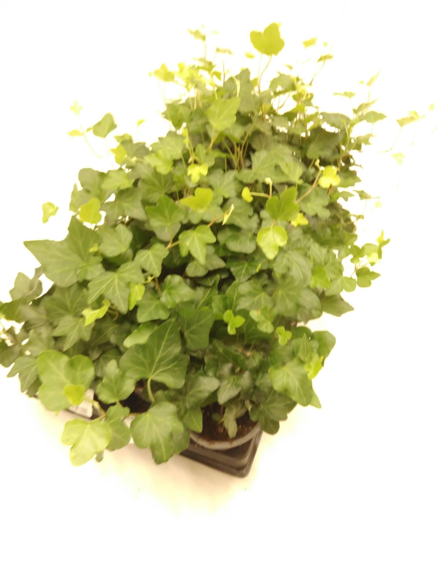 Hedera Helix Broget