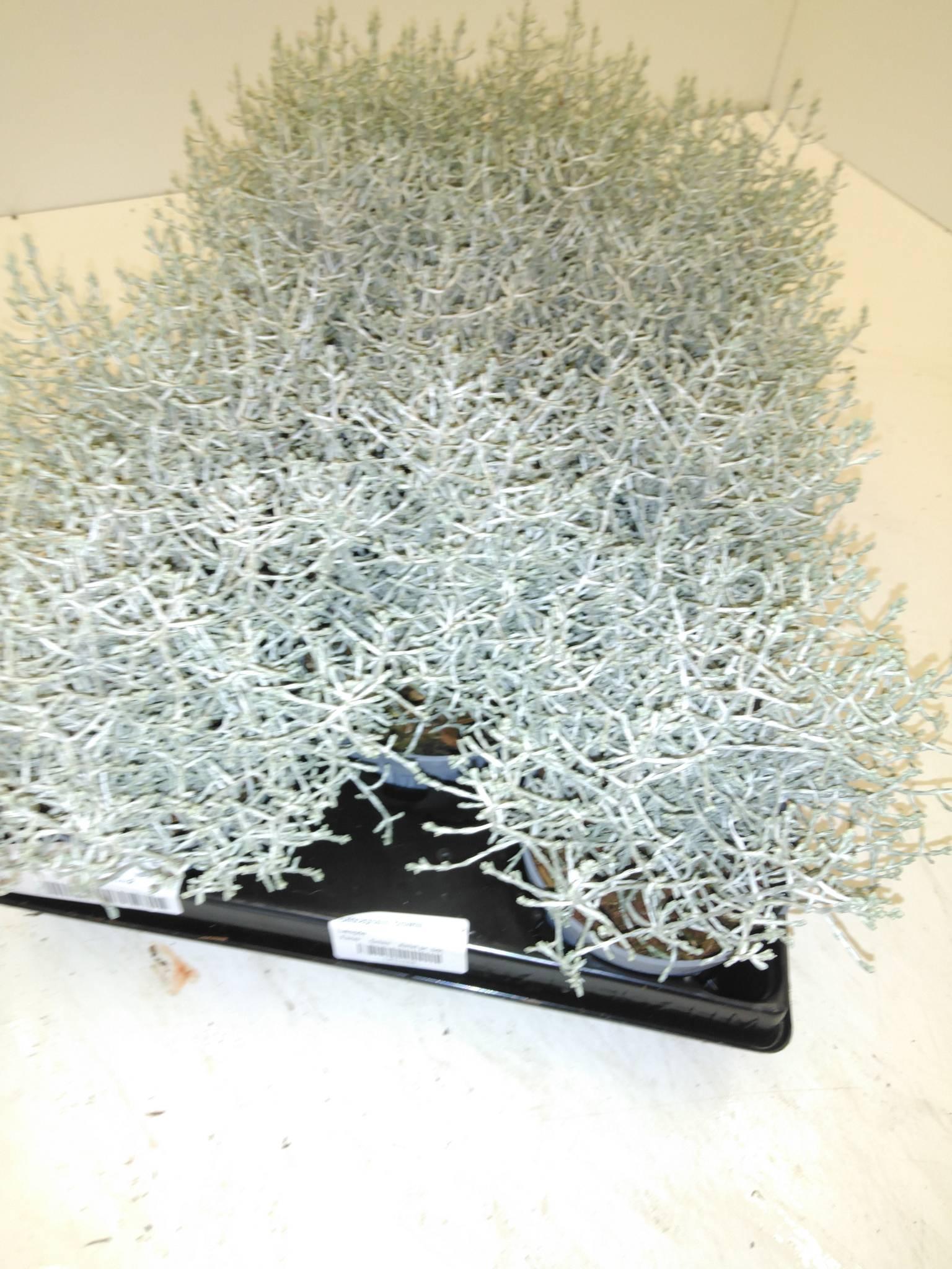 Calocephalus Brownii