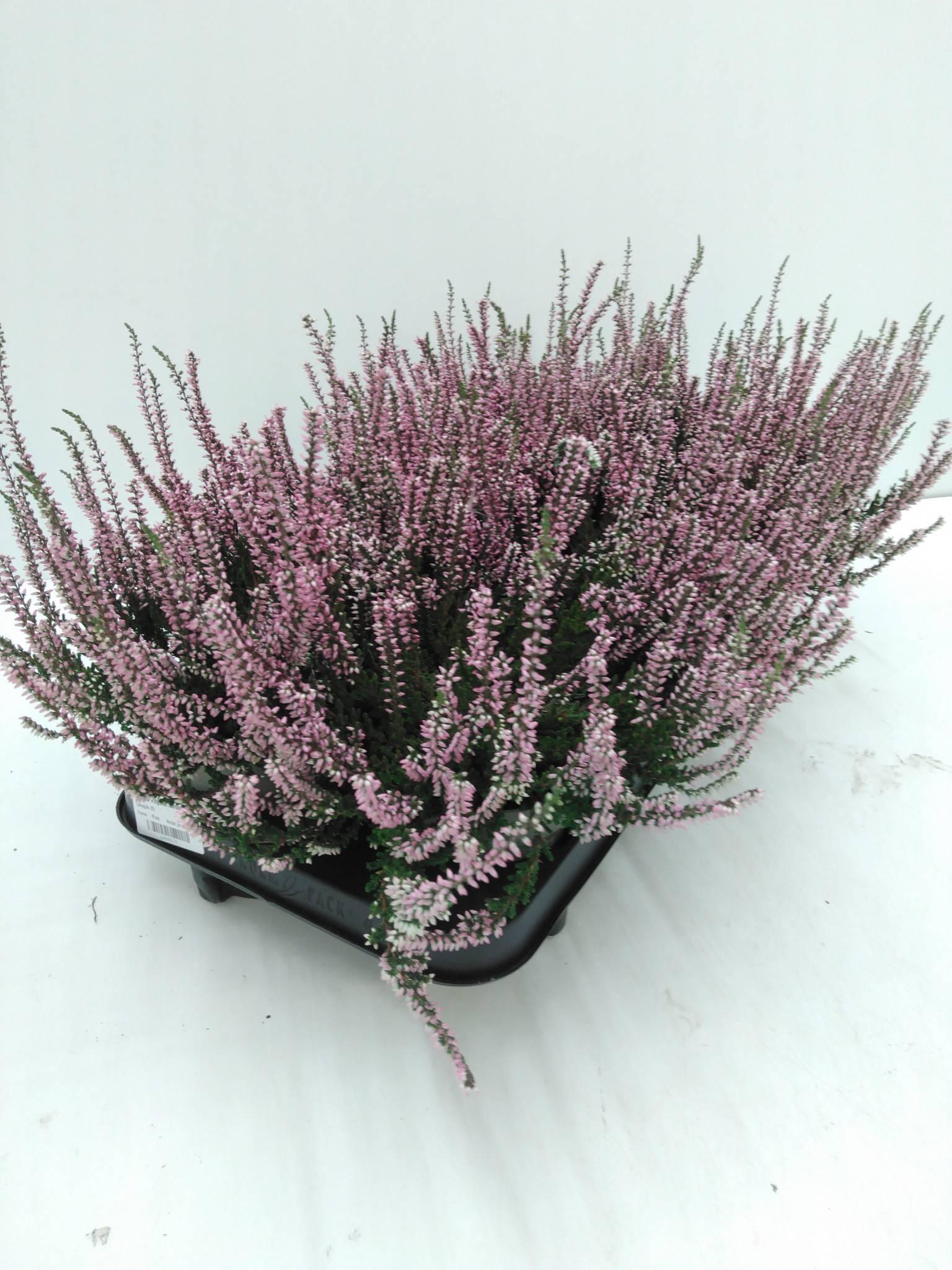 Calluna Vulgaris diverse