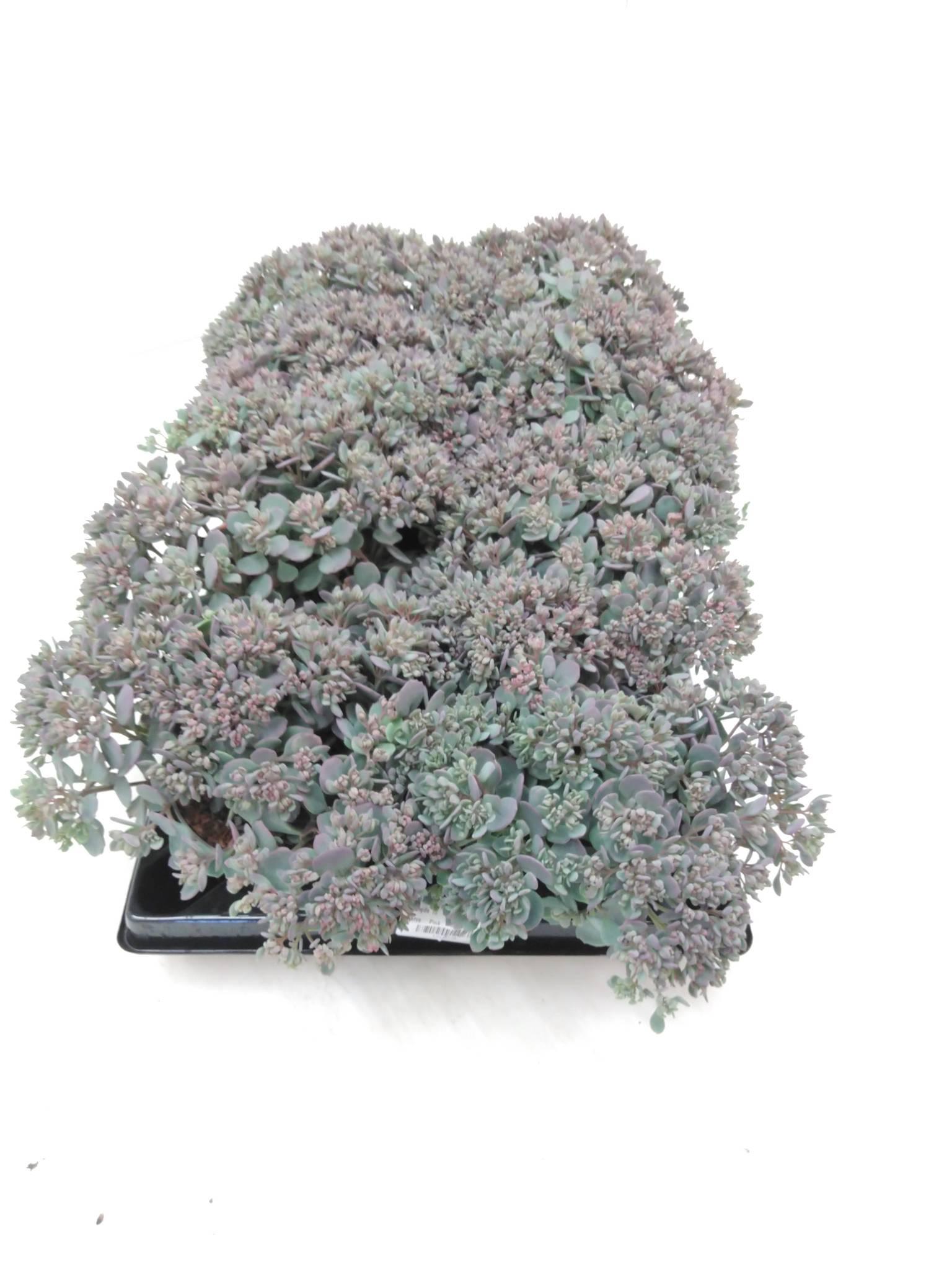 Sedum cauticola 'Lidakense'