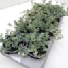 Sedum spurium