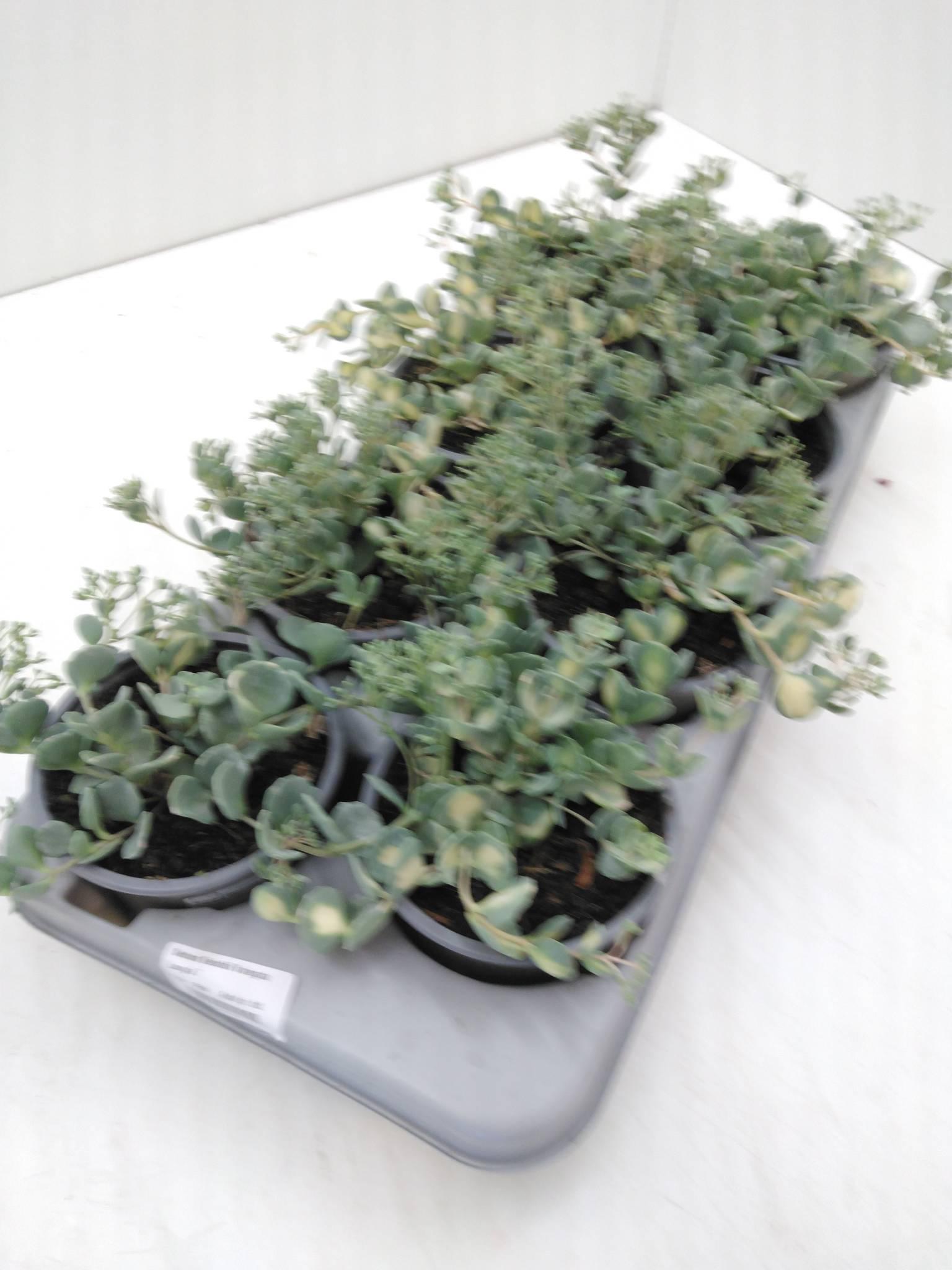 Sedum spurium