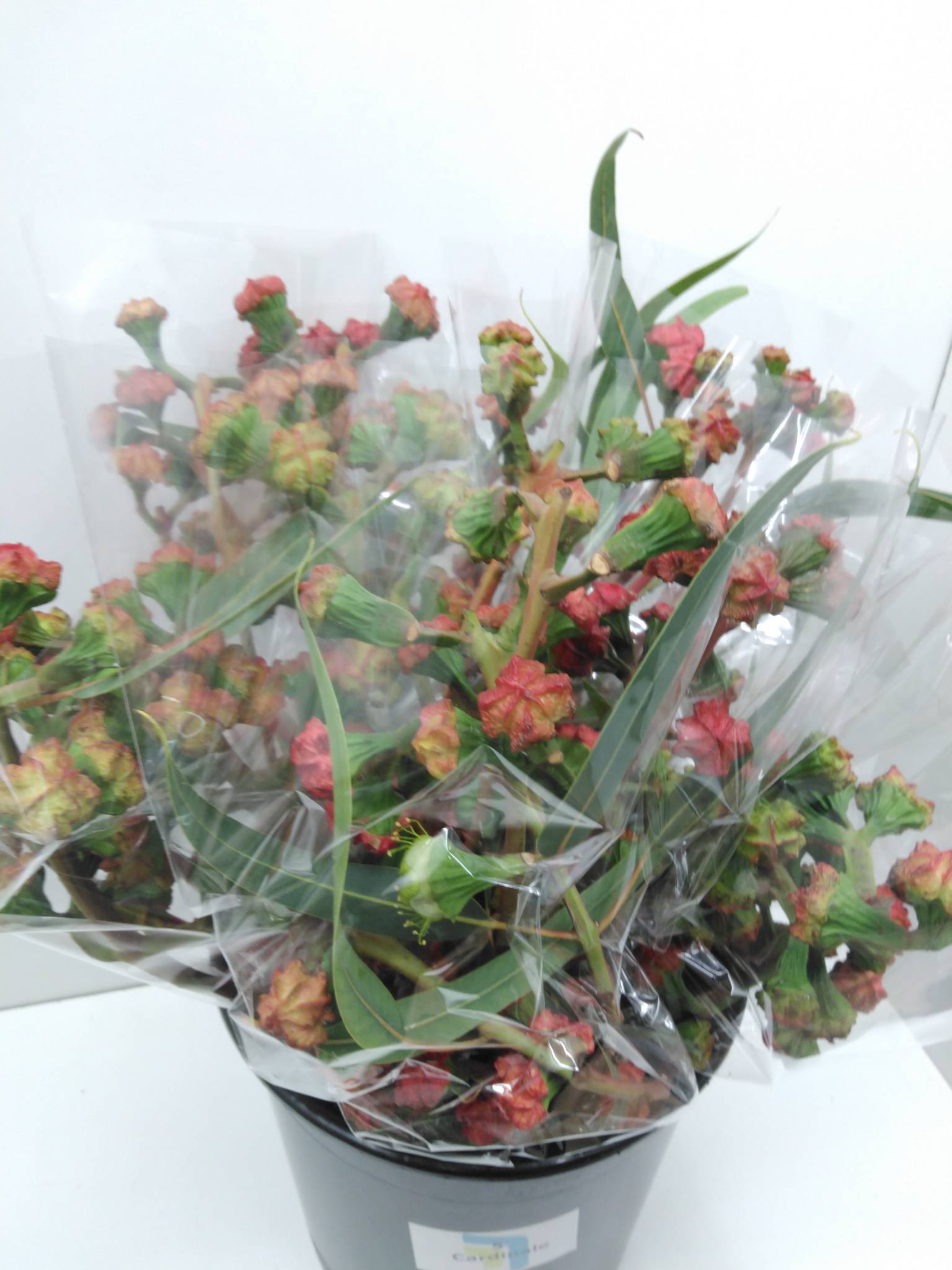 Eucalyptus Cardinale