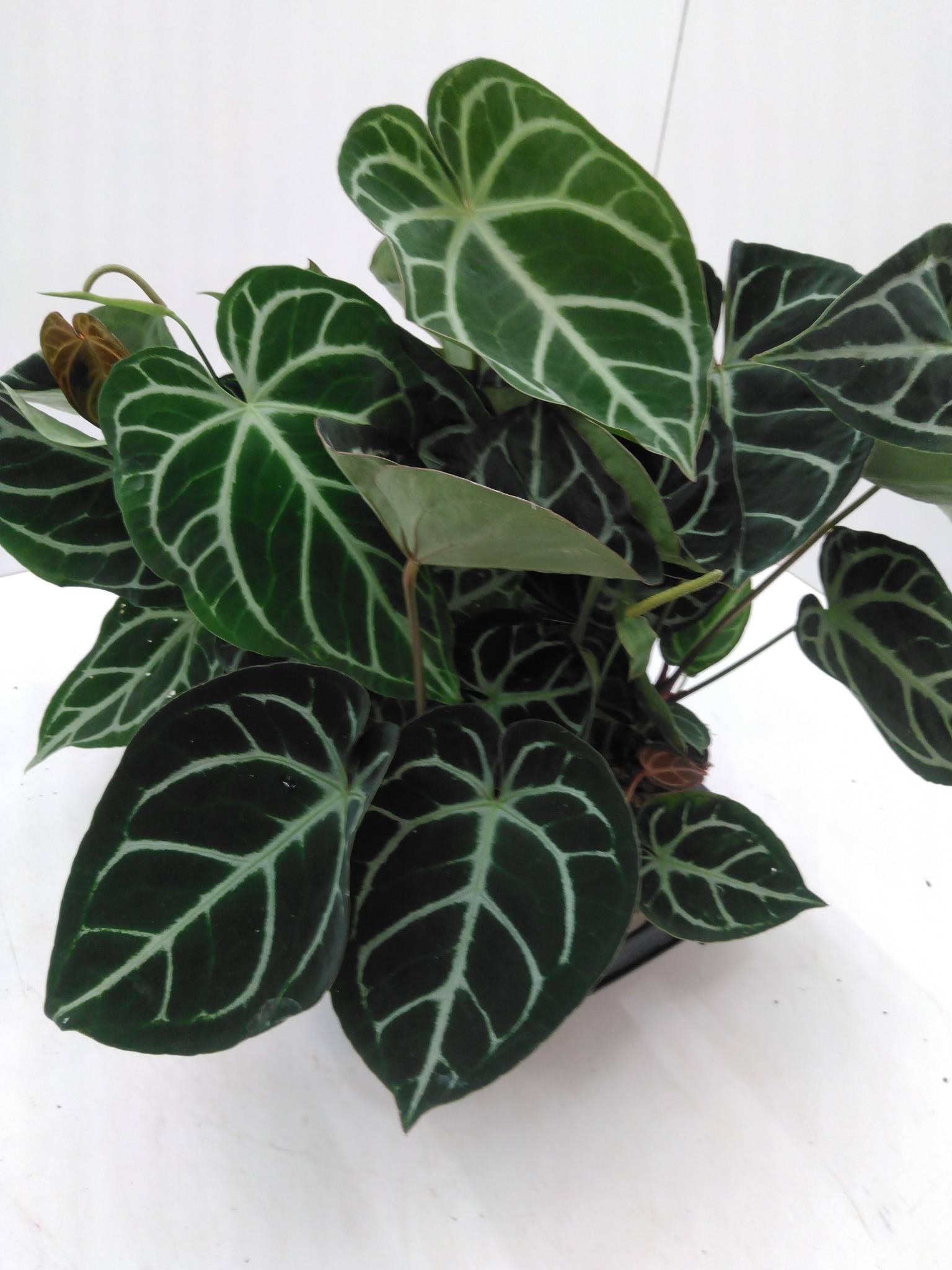 Anthurium bakeri