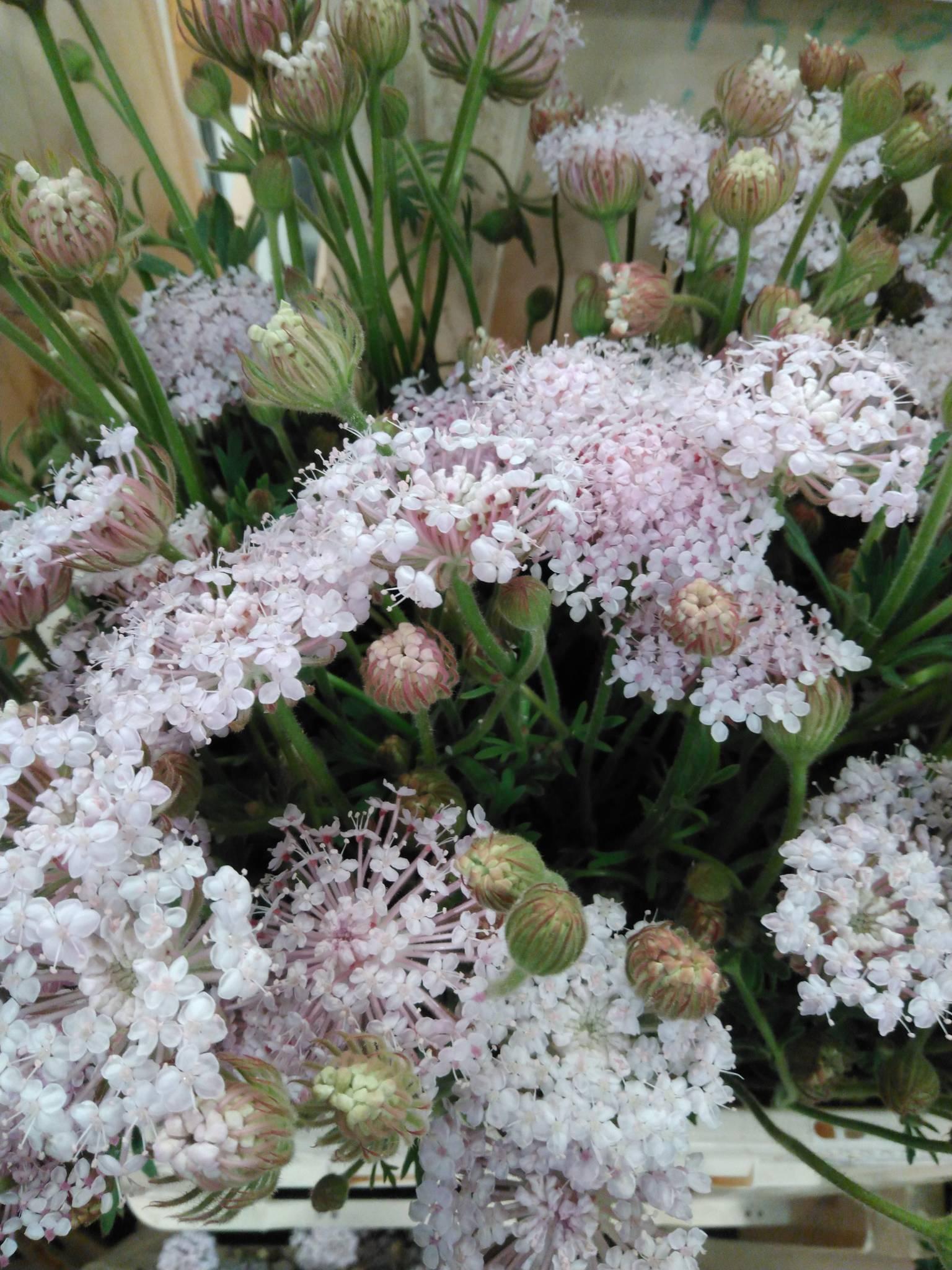 Snijbloemen overig