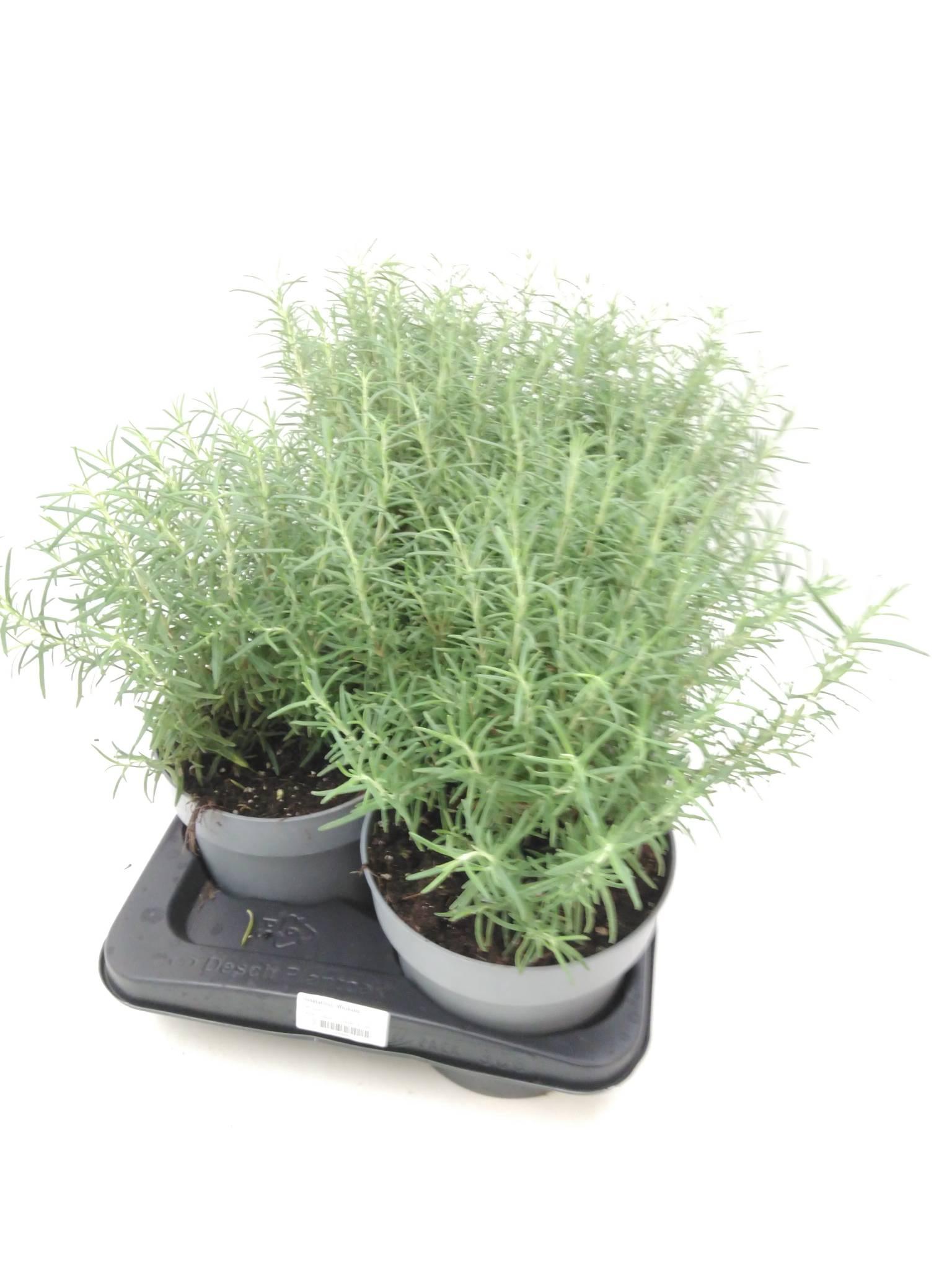 Rosmarinus officinalis overig