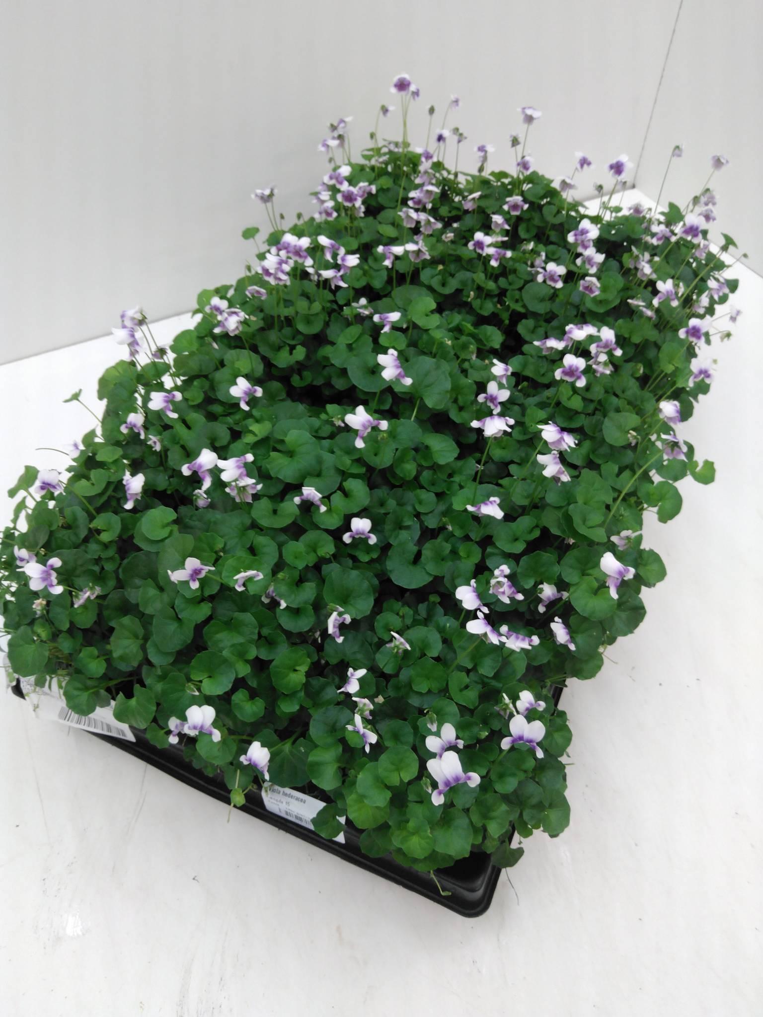 Viola hederacea