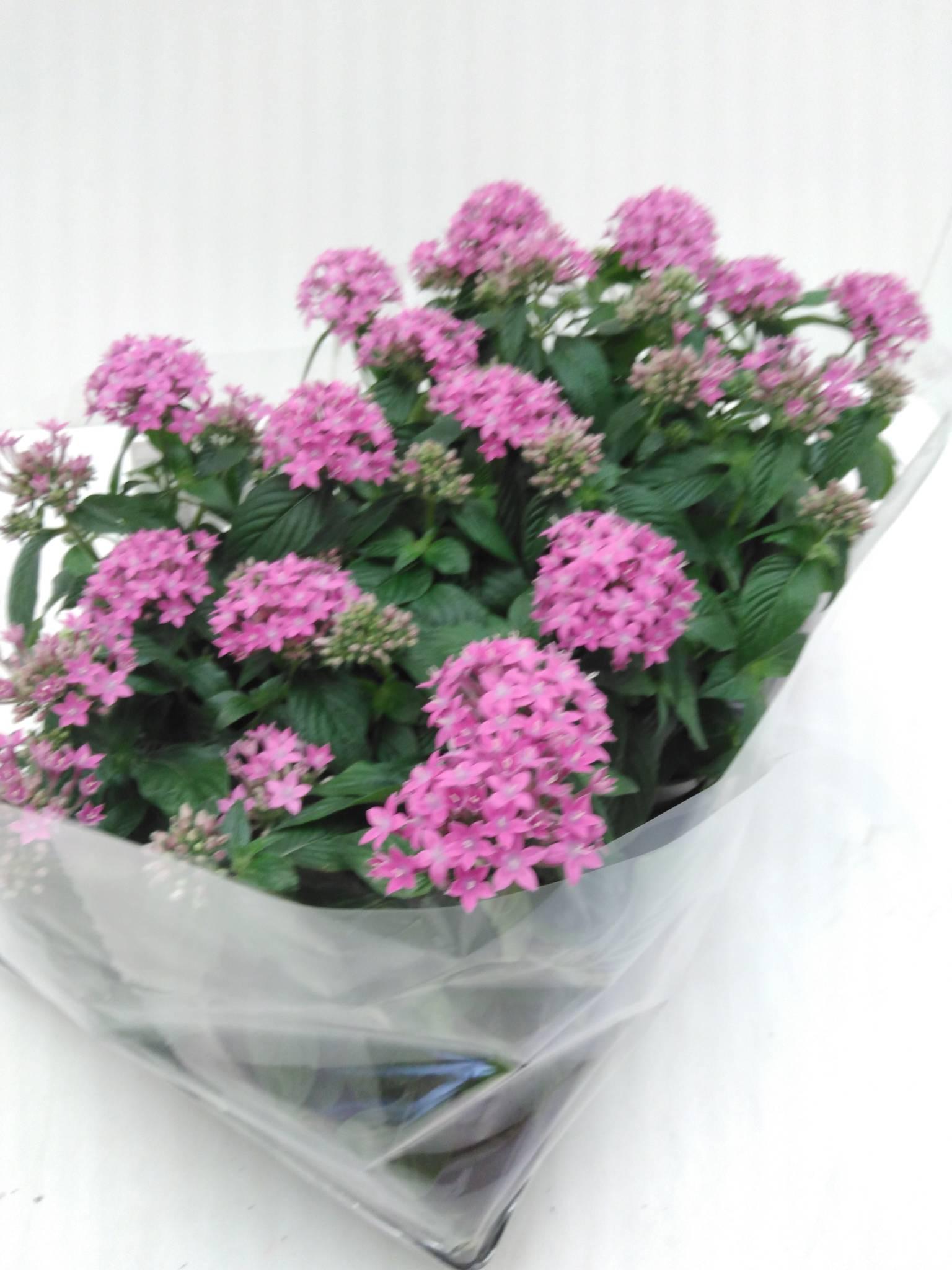 Pentas lanceolata