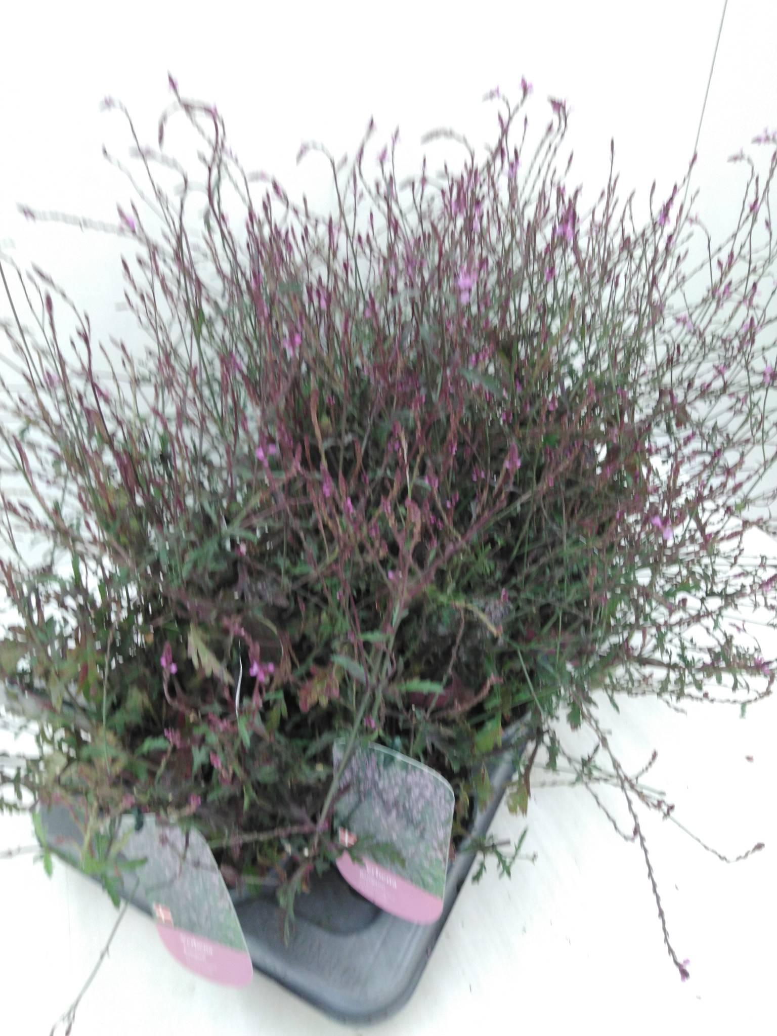 Verbena Officin