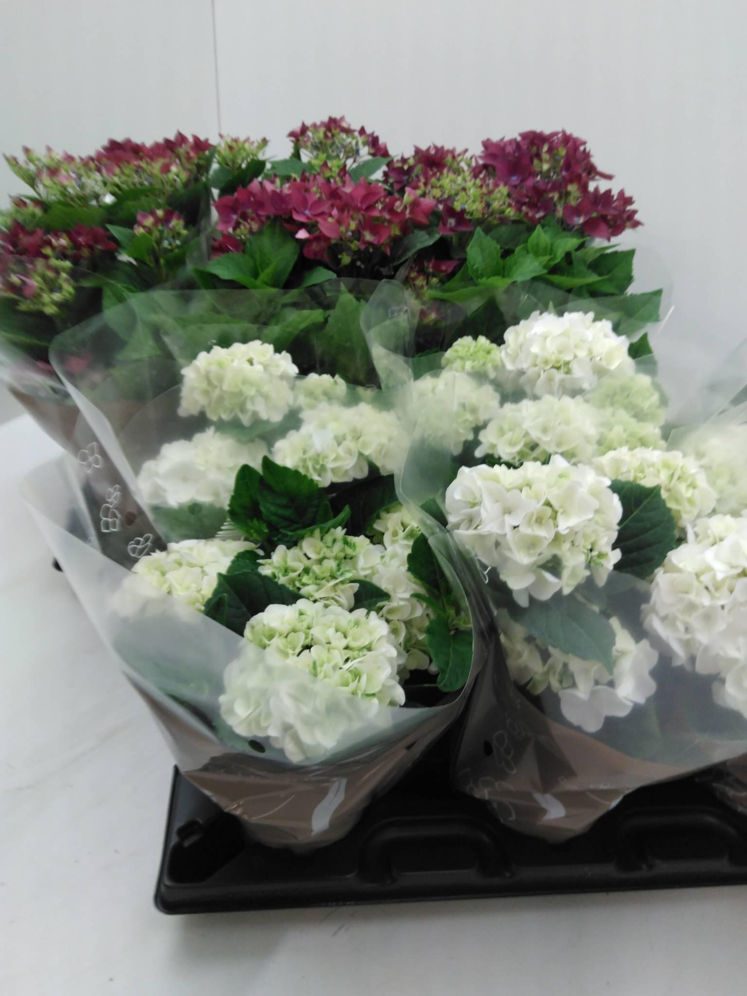 Hydrangea paniculata Bloomulus Cumra