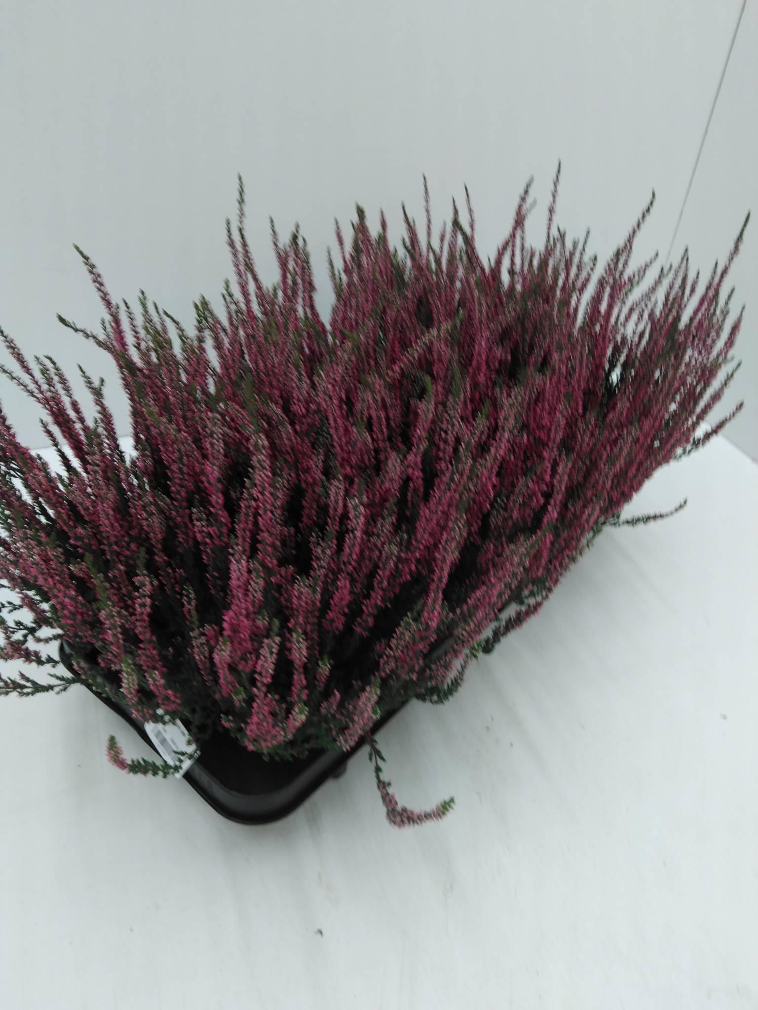 Calluna vulgaris Beauty Ladies Saskia