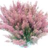 Erica Sparsa *Orange Savanah' ros