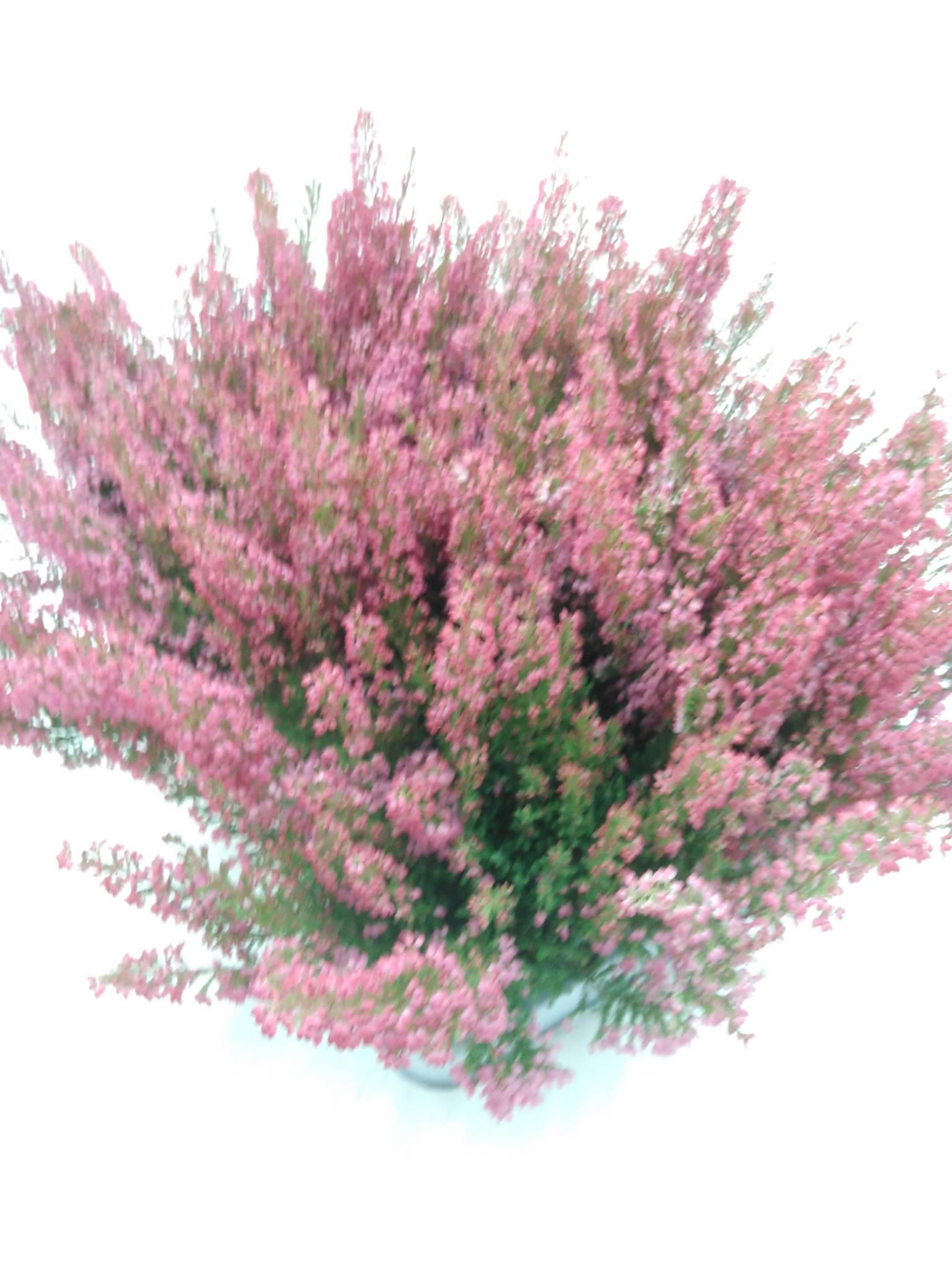 Erica Sparsa *Orange Savanah' ros