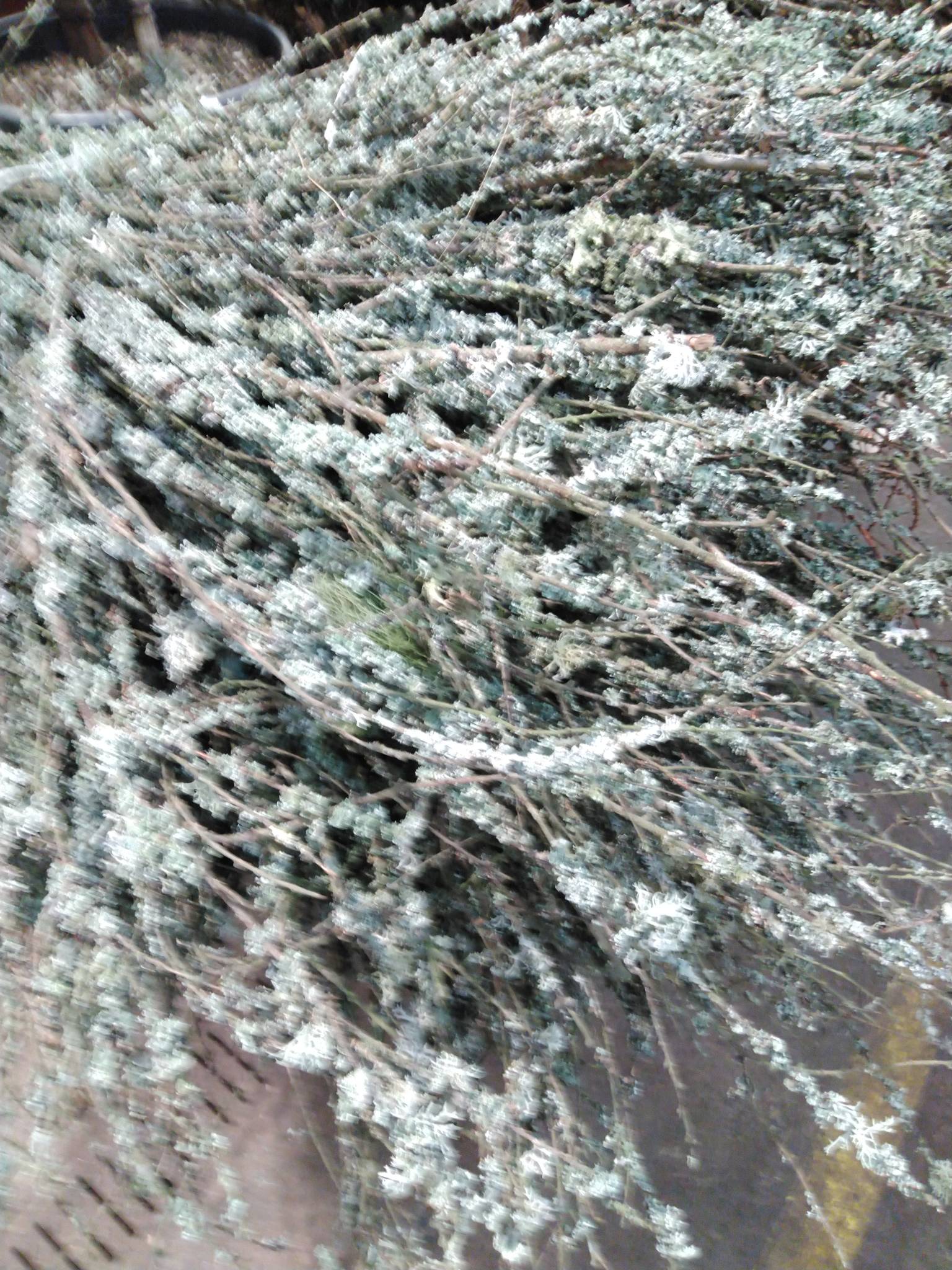 Lavgrene