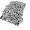 Sedum cauticola 'Lidakense'