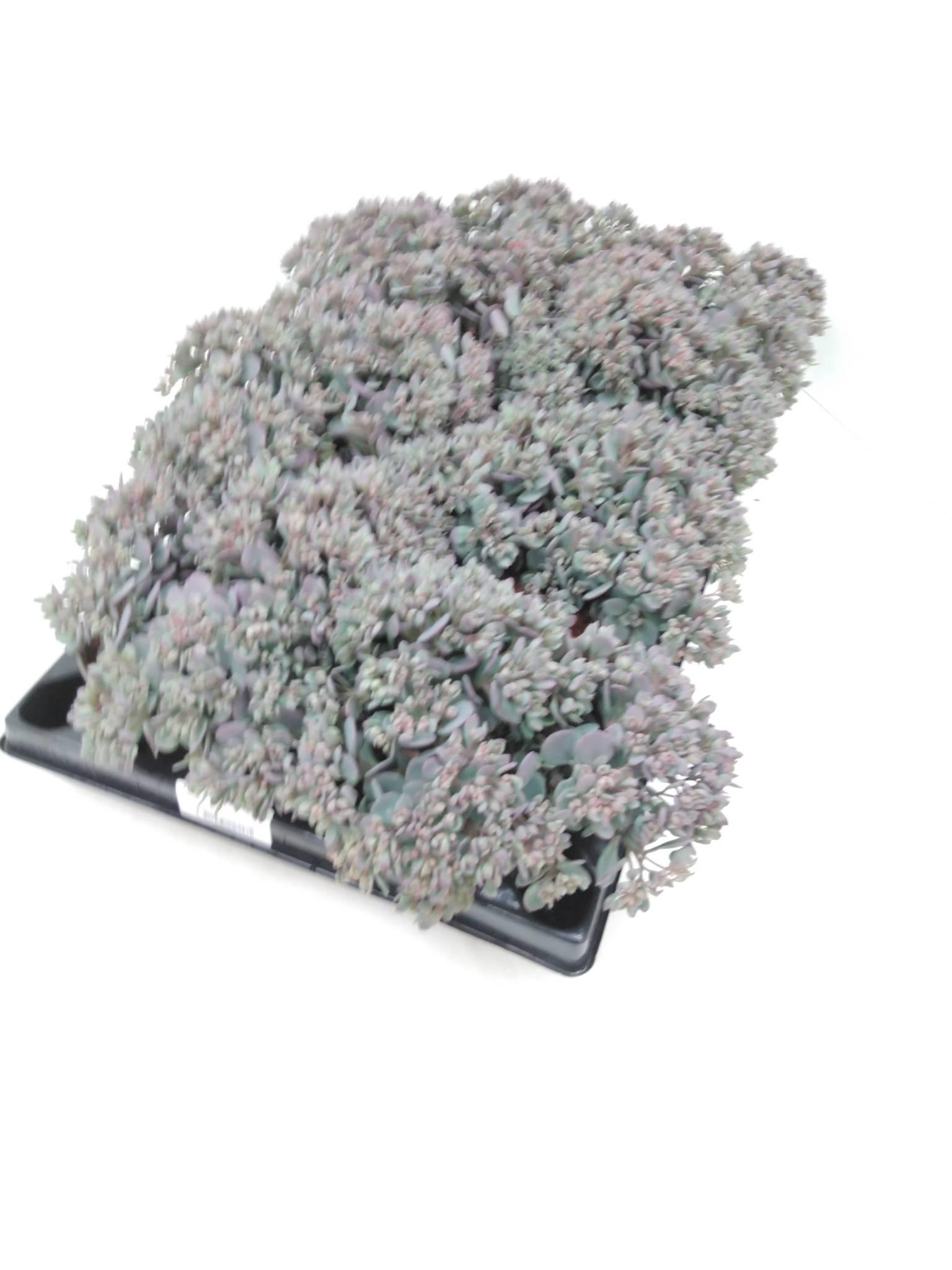 Sedum cauticola 'Lidakense'