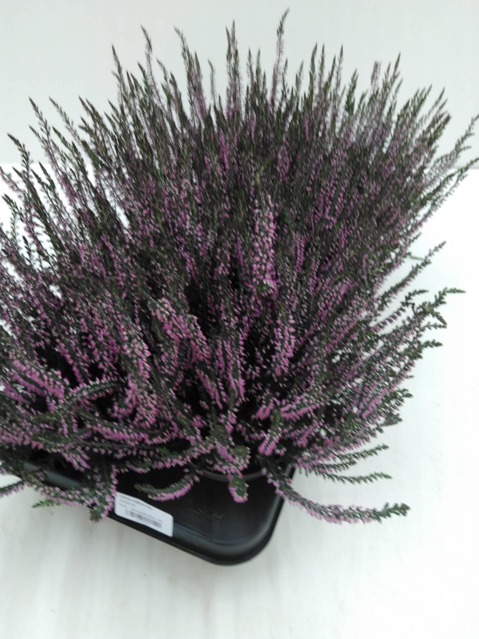 Calluna vulgaris Skyline Cologne