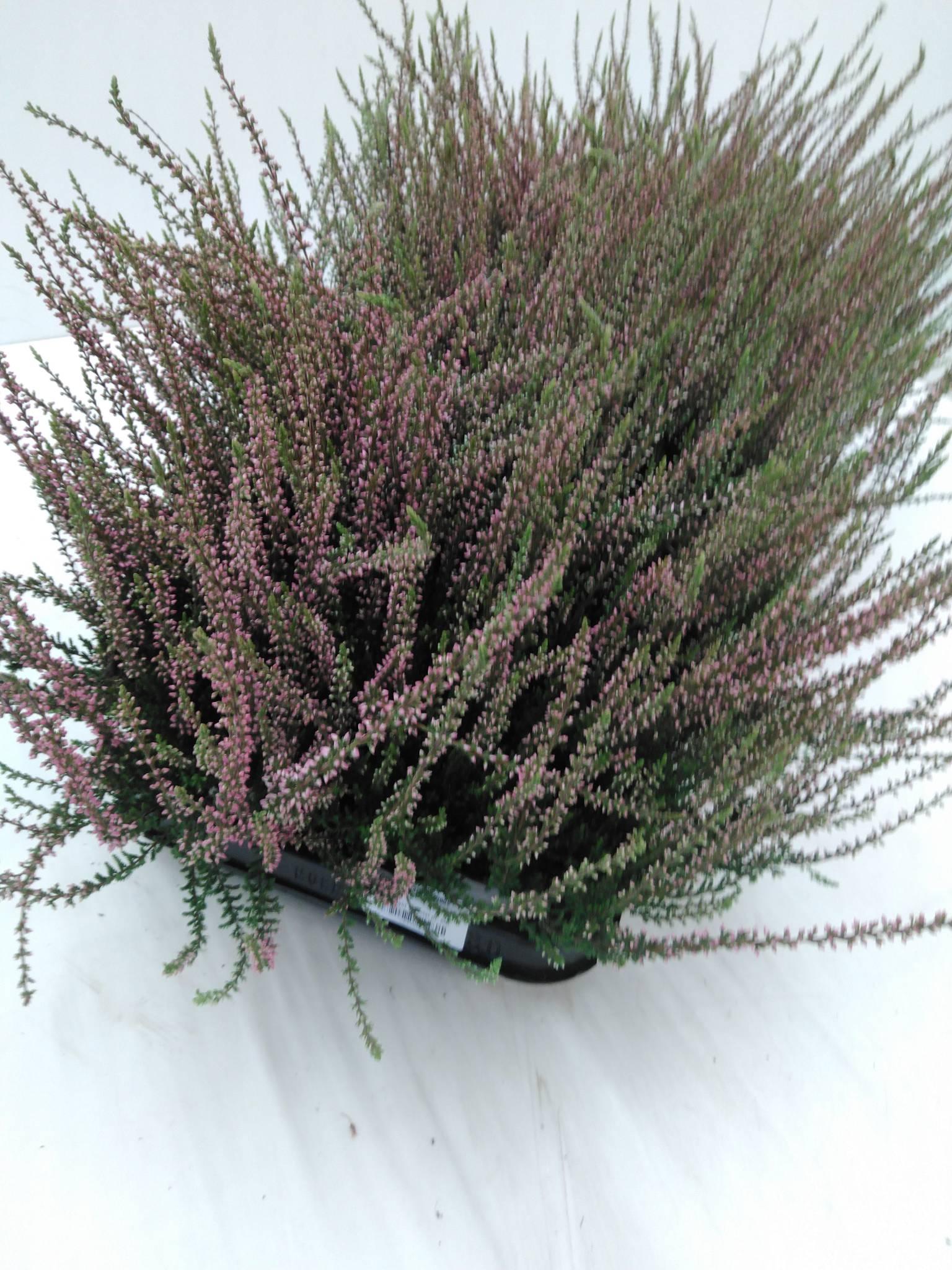 Calluna vulgaris Skyline Dallas