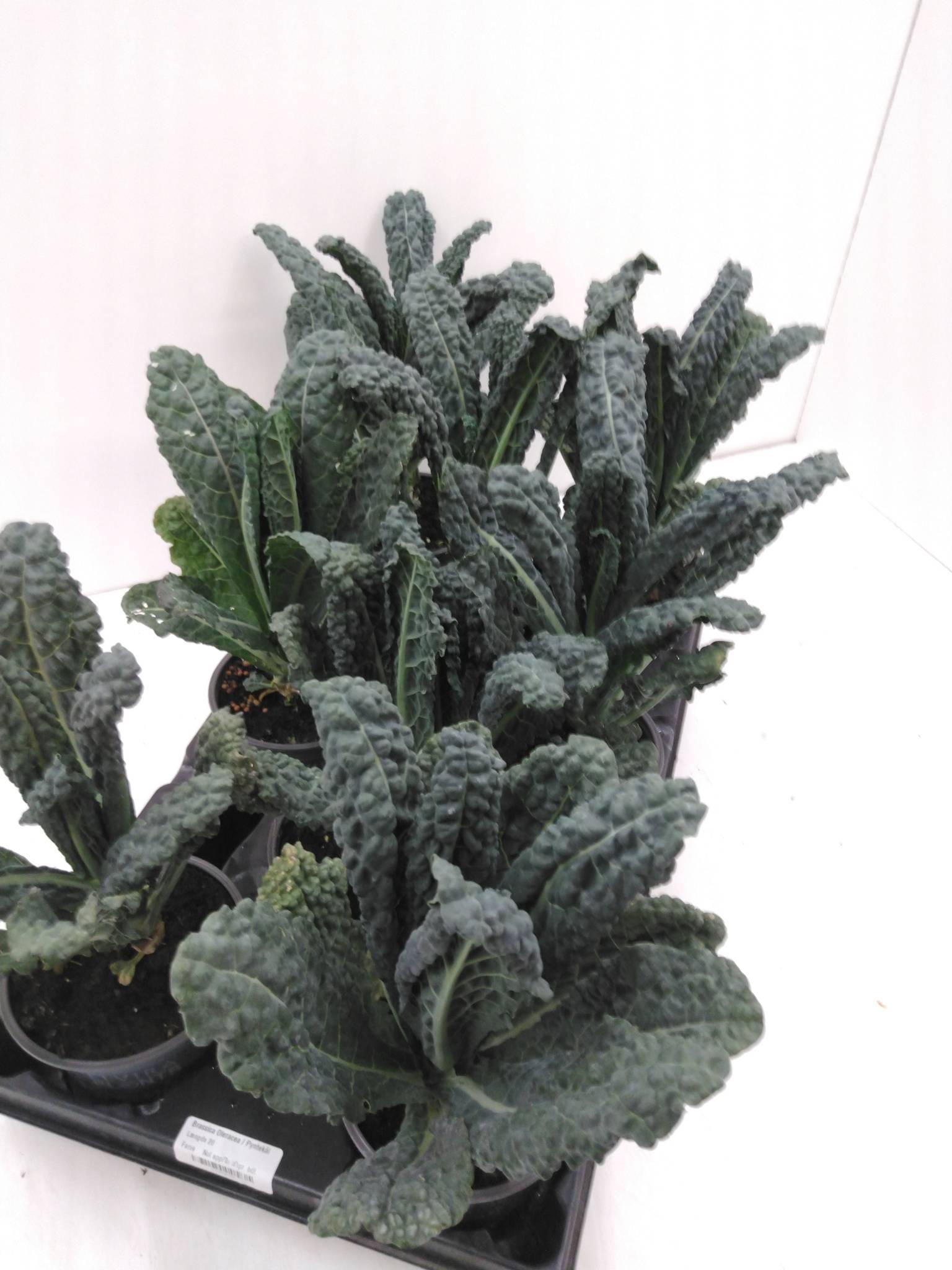 Brassica oleracea (sierkool gekruld)