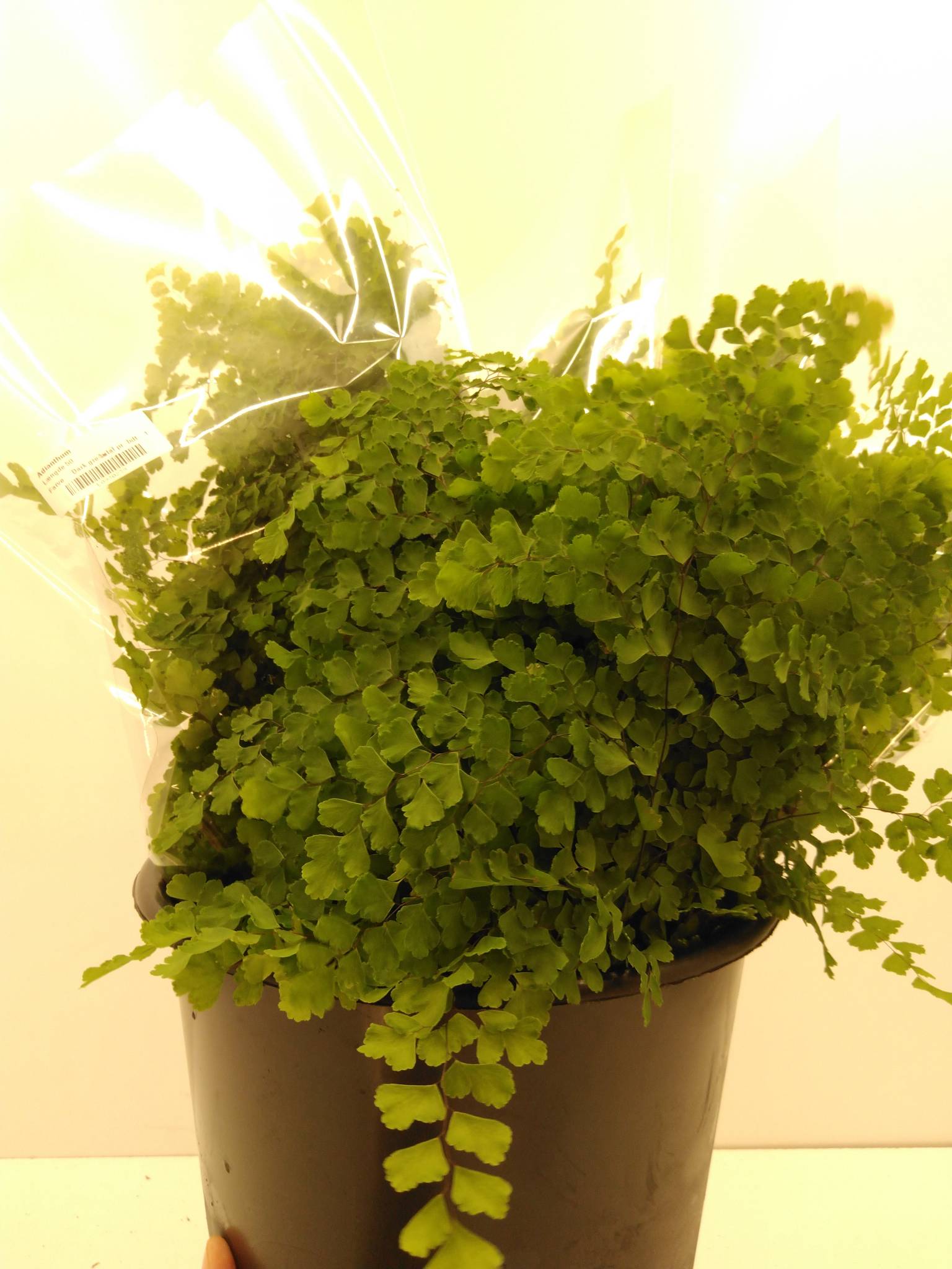 Adianthum