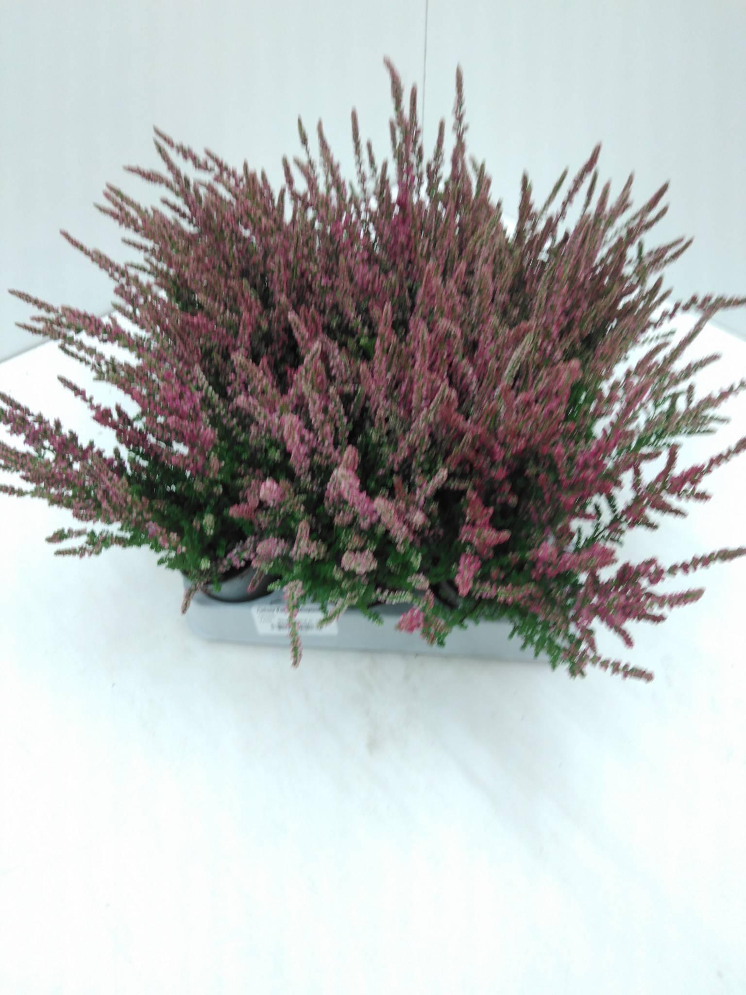 Calluna Vulgaris diverse