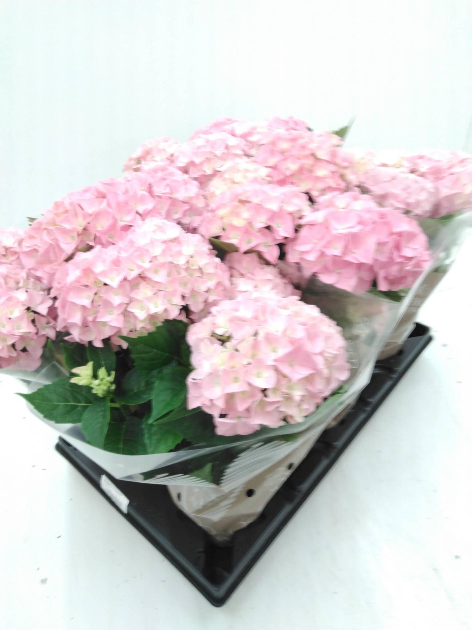 Hydrangea macrophylla Hi Vulcano