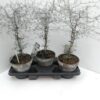 Corokia i 17 cm. ler