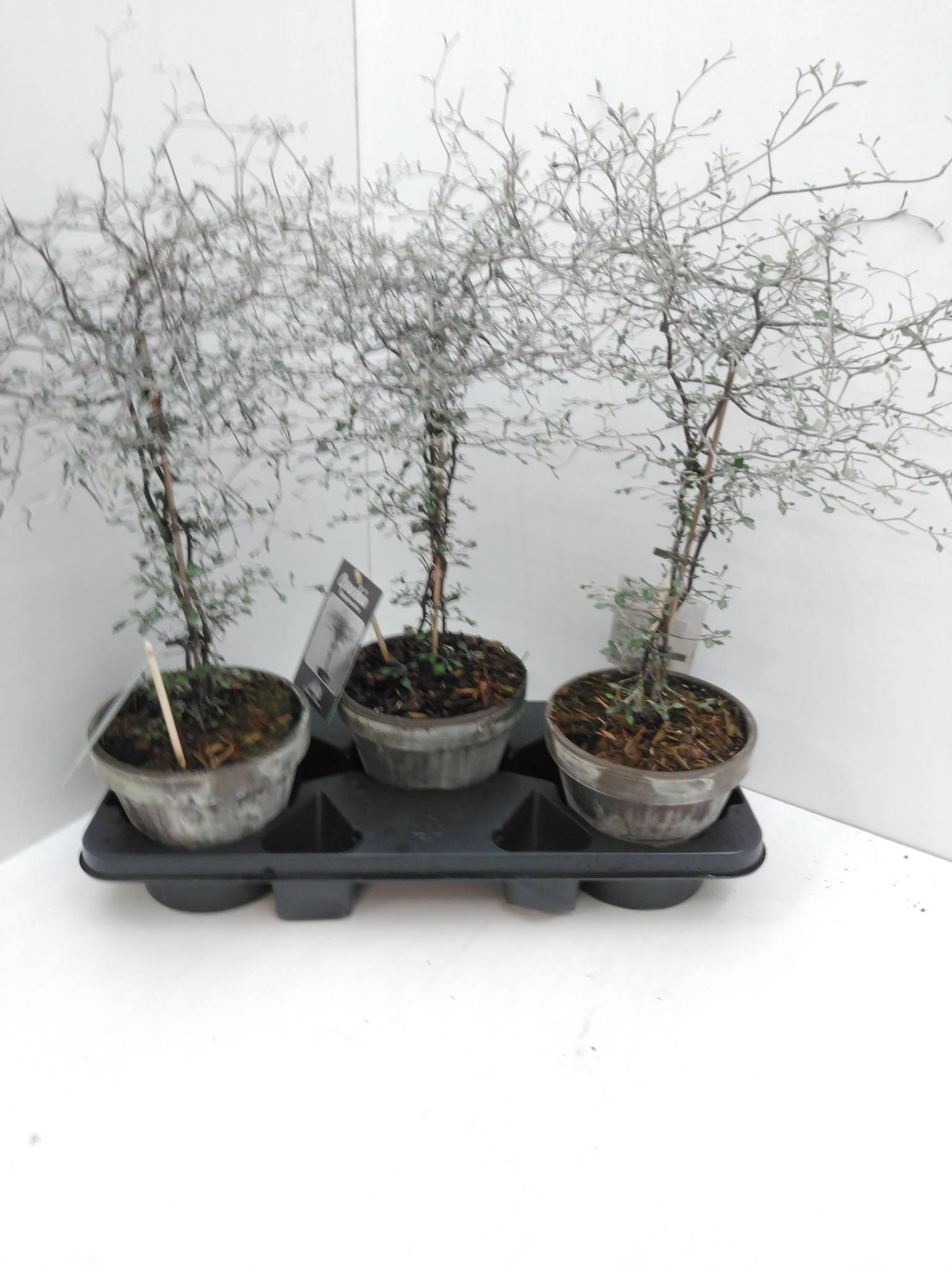 Corokia i 17 cm. ler