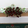 Dianthus tros 'Chateau'