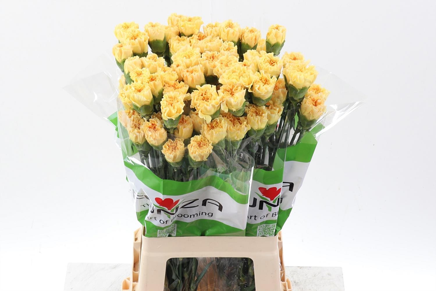Dianthus standaard Golden Gate