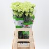 Dianthus standaard overig