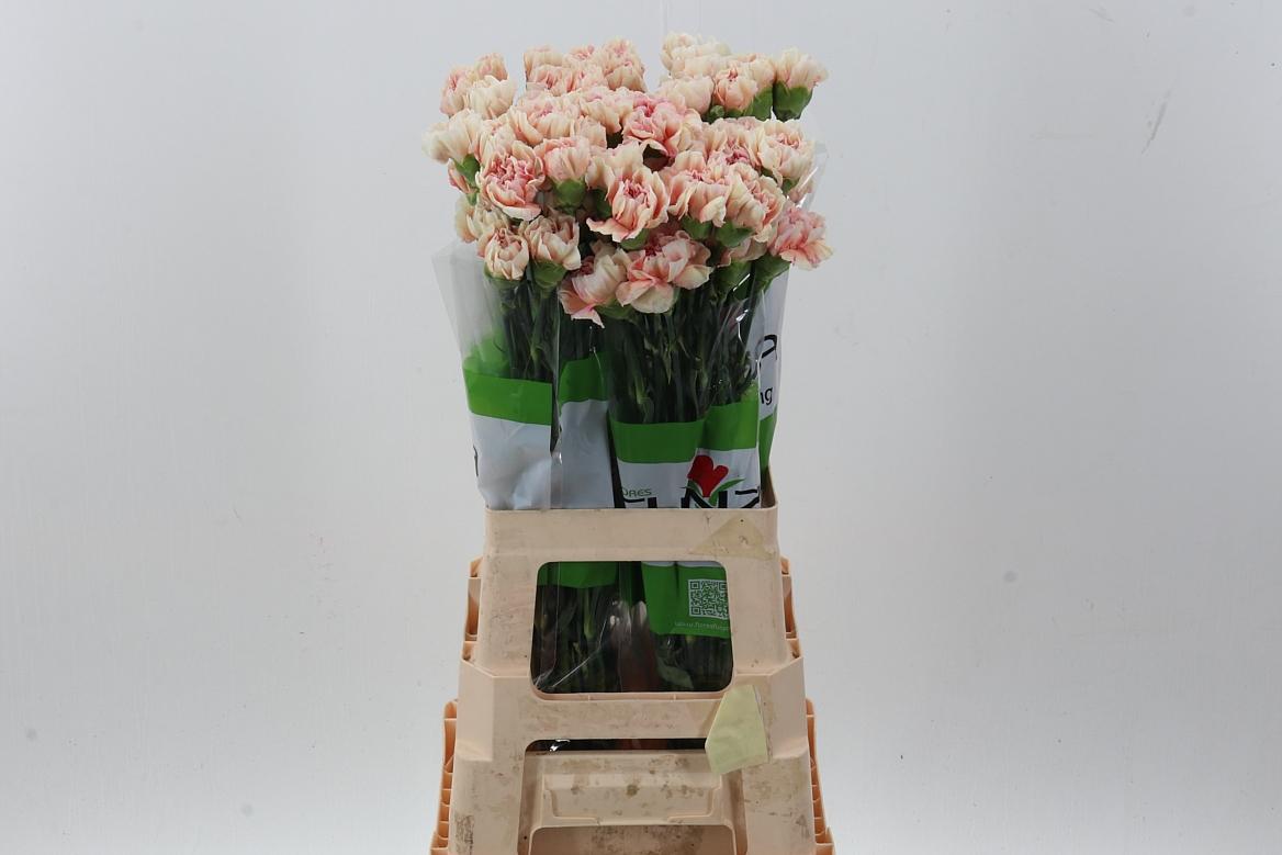 Dianthus standaard overig