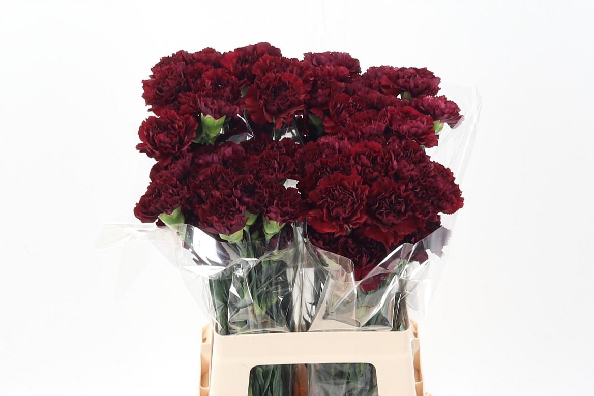 Dianthus standaard 'Zurigo'