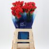 Dianthus standaard overig