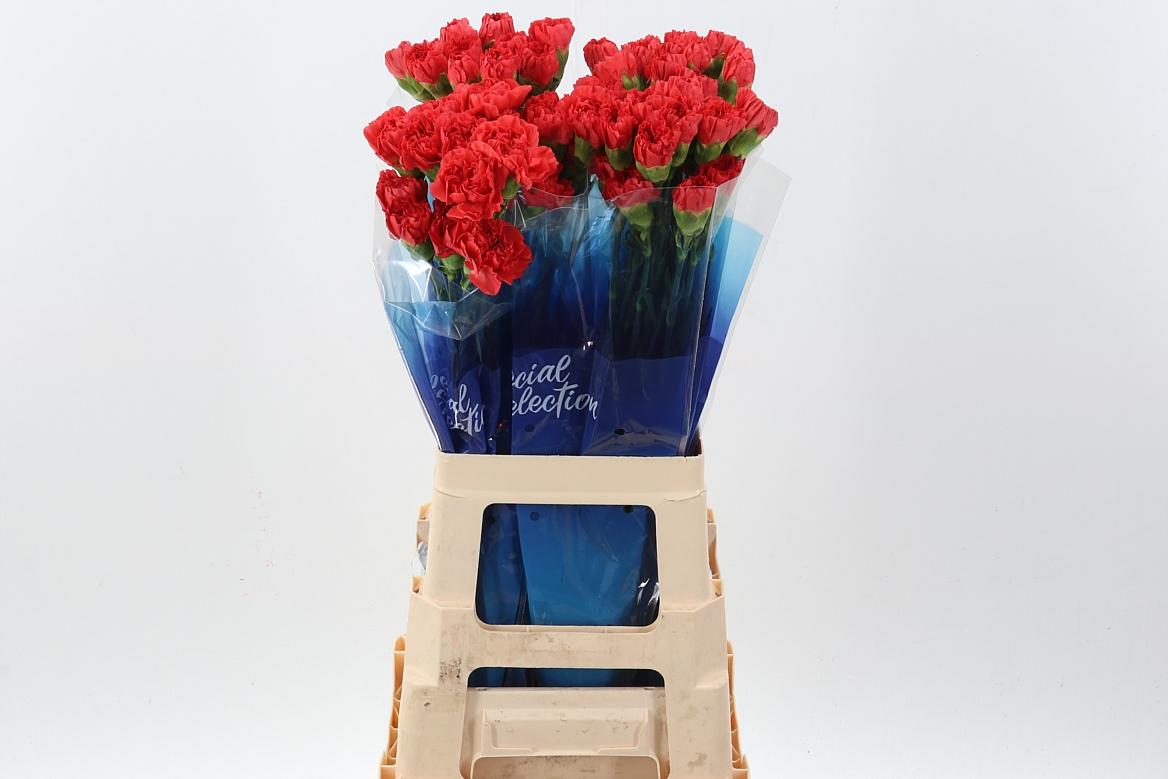 Dianthus standaard overig