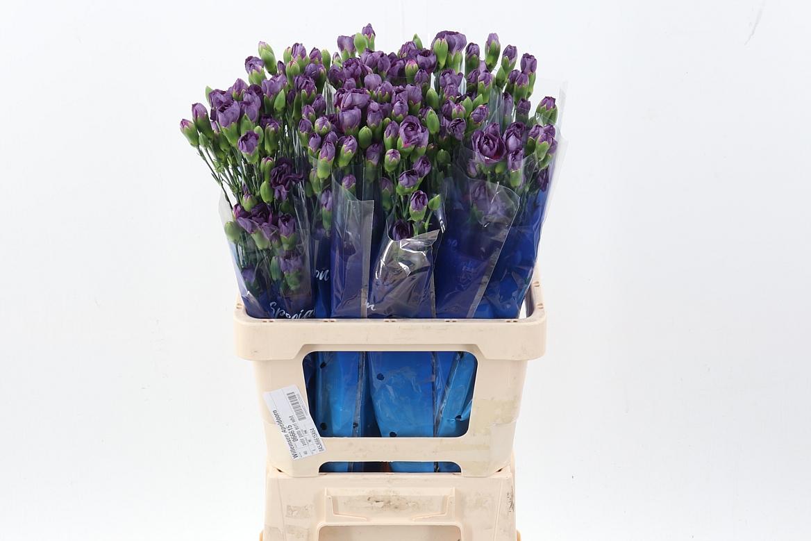 Dianthus tros overig