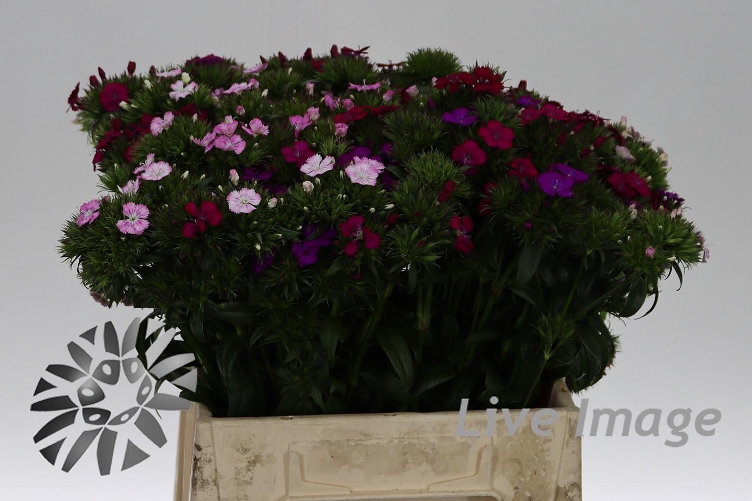 Dianthus barbatus overig