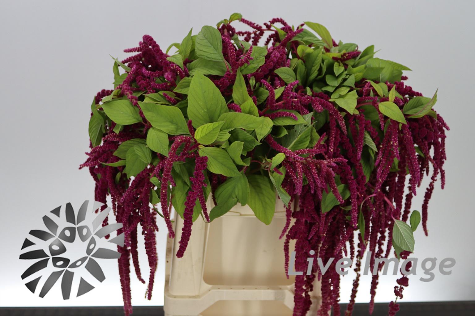 Amaranthus overig