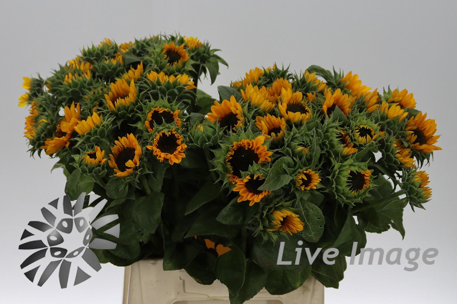 Helianthus annuus 'Sonja'